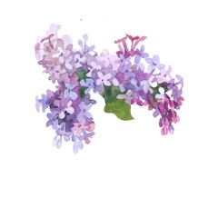 Lilac flowers isolated on white background. Watercolor painting. Botanical illustration. floral pattern.