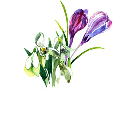 Crocusses and snowdrops bouquet watercolor isolated on white background illustration for all prints. Spring flowers pattern.