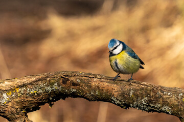 Fototapeta premium Eurasian blue tit sitting on a branch at sunset