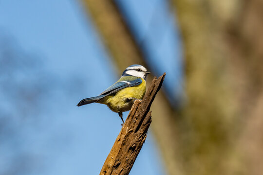 Eurasian blue tit sitting on a branch at sunset