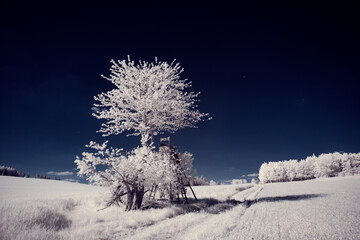 infrared photography - ir photo of landscape with tree under sky with clouds - the art of our world...