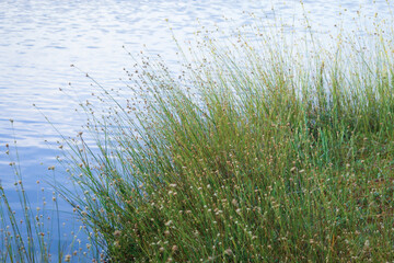 Tall grass with yellow flowers growing on lake bank with blue sky reflection in water background