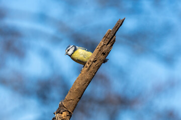 Eurasian blue tit sitting on a branch at sunset