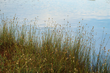 Tall grass with yellow flowers growing on lake bank with sky reflection in water background