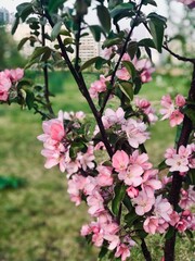 Obraz premium blooming apple tree