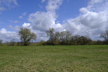 Obraz premium Naturschutzgebiet Mainaue bei Augsfeld, Landkreis Hassberge, Unterfranken, Franken, Bayern, Deutschland