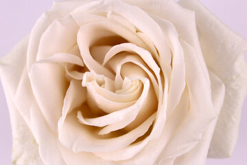 Background of white rose close up