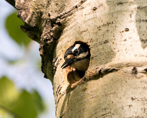 Woodpecker Photo Stock.  Head out of its nest hole home guarding and protecting the nest  in its environment and habitat. Woodpecker Hairy Image. Picture. Portrait.