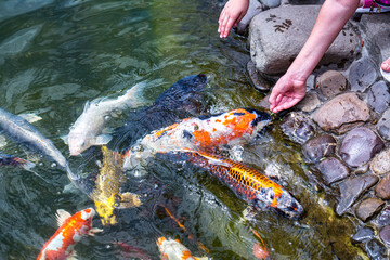 Feeding koi carp - Cyprinus Rubrofuscus by hand.  Fun and relaxing at the pond with pebble bottom.