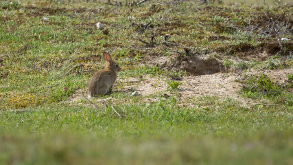 Rabbit hare bunny in the grass on a sunny day
