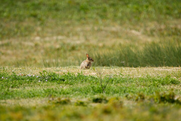 Rabbit hare bunny in the grass on a sunny day