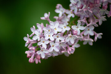 plants 18