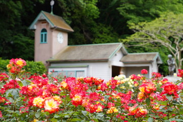 Fototapeta na wymiar 腫れた日の植物園に咲く赤いバラ