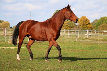 Obraz premium beautiful brown quarter horse is walking on the paddock 