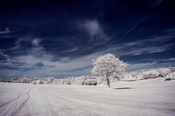 infrared photography - ir photo of landscape with tree under sky with clouds - the art of our world...