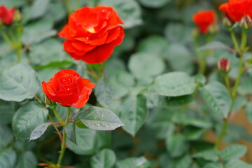 Obraz na płótnie Canvas 腫れた日の植物園に咲く赤いバラ