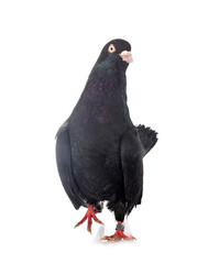 oriental roller in studio