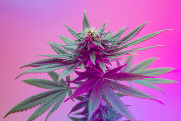 Beautiful neon cannabis flowering plant on purple background. Medicinal Marijuana with blossoming bud. New aestethic fashion trendy look of agricultural hemp strain. Vibrant plant in tropical colors - obrazy, fototapety, plakaty