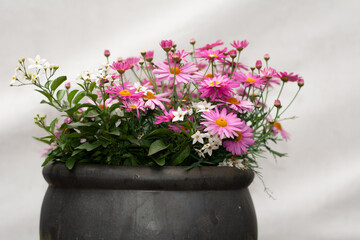 blossoms in spring 5