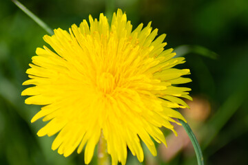 Dandelion 1