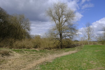 Naturschutzgebiet Mainaue bei Augsfeld, Landkreis Hassberge, Unterfranken, Franken, Bayern, Deutschland