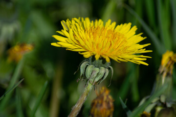 Dandelion 6
