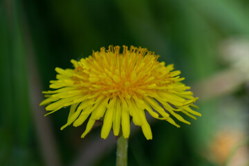 Dandelion 7