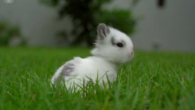 Cute little white rabbit in the green lawn.