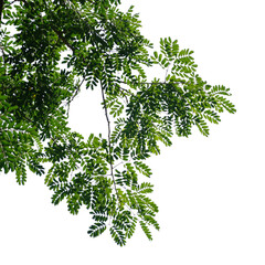 green tree branch isolated on white background, nature background