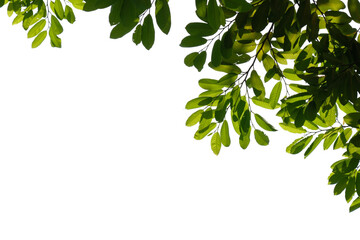 Obraz premium green tree branch isolated on white background, nature background