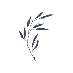 Ink drawn botanical illustration, hand drawn floral element