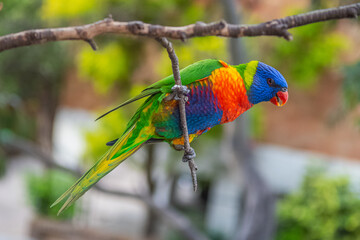 rainbow lorikeet parrot