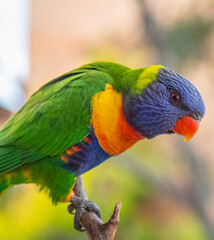 rainbow lorikeet parrot
