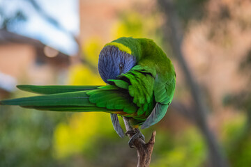 parrot on a branch
