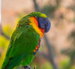 rainbow lorikeet parrot