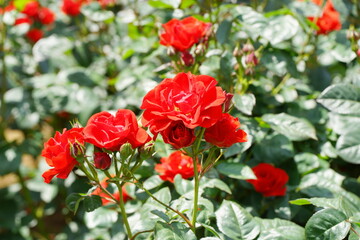 Obraz na płótnie Canvas 腫れた日の植物園に咲く赤いバラ