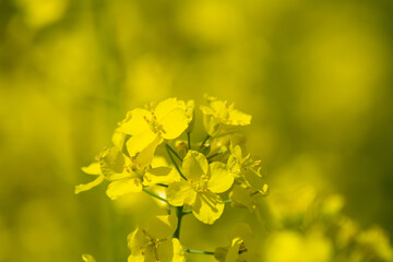 rapeseed 5