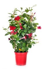 Mandevilla in studio