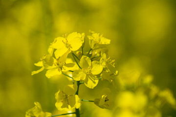 rapeseed 6