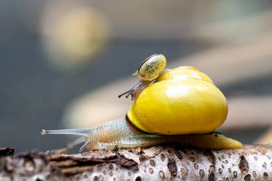 Gro&szlig;e Schnecke mit kleiner Schnecke als Schneckenfamilie