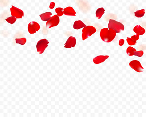 Red rose falling petals on transparent background. Eps 10 vector.