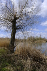 Sander Baggerseen im Naturschutzgebiet Mainaue bei Augsfeld, Landkreis Hassberge, Unterfranken, Franken, Bayern, Deutschland