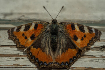 Beautiful butterfly, close-up, peacock eye