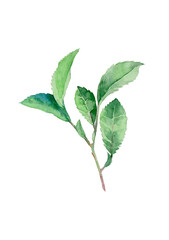 A picturesque branch of fresh green tea in watercolor isolated on white background