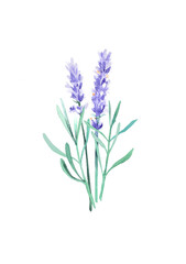 lavender branches in watercolor isolated on white background