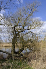 Sander Baggerseen im Naturschutzgebiet Mainaue bei Augsfeld, Landkreis Hassberge, Unterfranken,...