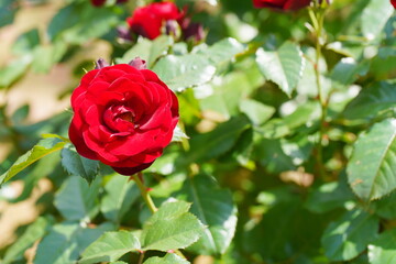 腫れた日の植物園に咲く赤いバラ