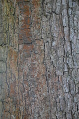 tree bark