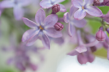 Lilac flower six petals, lucky number. Close-up . Natural background