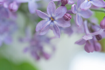 Lilac flower six petals, lucky number. Close-up . Natural background